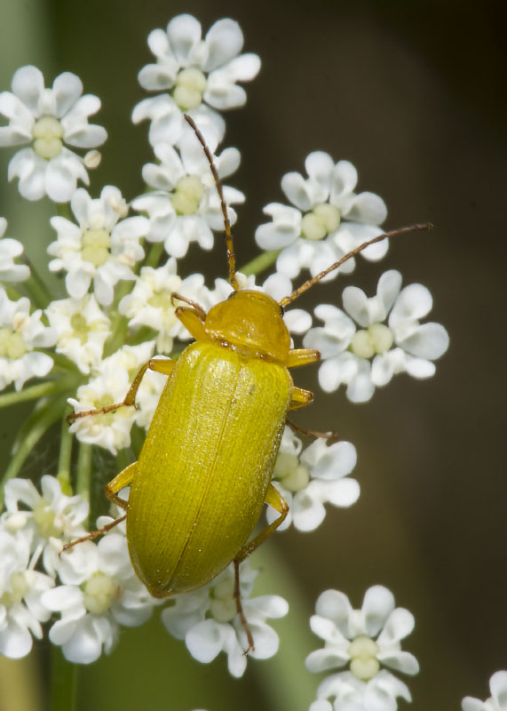 Cteniopus sulphureus, Tenebrionidae Alleculinae